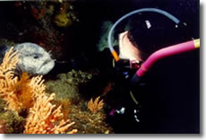 Up-close & Personal With a Wolf Eel!