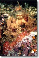 Giant Pacific Octopus!