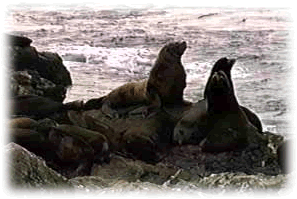 Hundreds of Sea Lions Make Vancouver Island Their Winter Home!